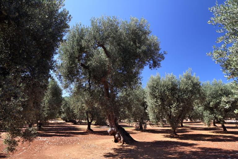 olive grove in puglia