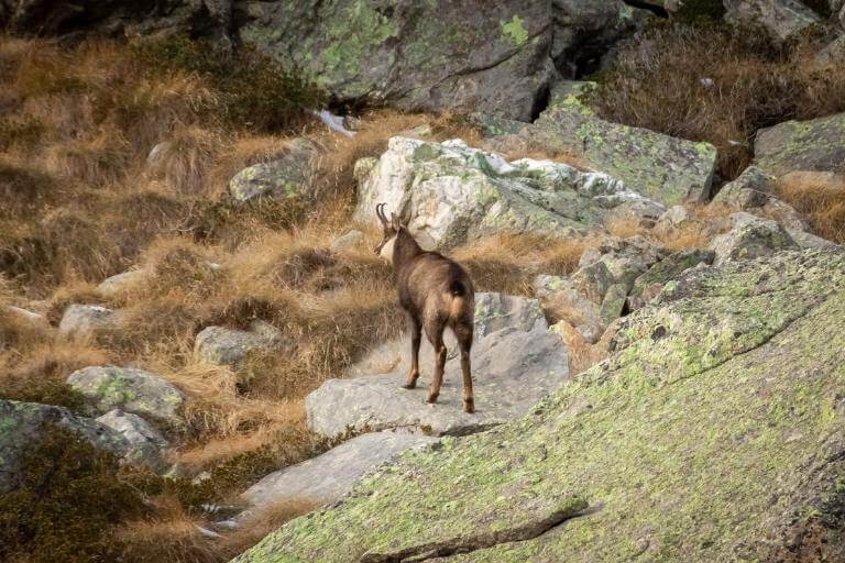 Discover 13 National Parks in Italy for Nature Lovers 3 Wild Chamois in Gran Paradiso National Park
