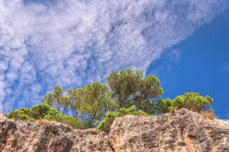 Discover 13 National Parks in Italy for Nature Lovers 10 gargano national park trees on a cliff